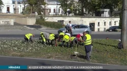 40 ezer kétnyári növényt ültet ki a Városgondozás - 2026.10.02.