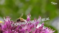 The Plan to Save Bees from Pesticides - TvAgro by Juan Gonzalo Angel