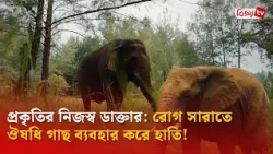 প্রকৃতির নিজস্ব ডাক্তার: রোগ সারাতে ঔষধি গাছ ব্যবহার করে হাতি! Bijoy TV