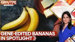 Crispr-Edited Bananas Designed to Stay Fresh & Yellow for Longer | Gravitas