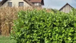 Zbiranje vlog za škodo na kmetijskih pridelkih zaradi posledic suše