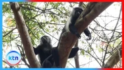Diani Expansion Project Raises Concerns Over Threats to Eradicate Wildlife and Tree Cover