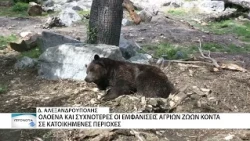 Λύκος εμφανίστηκε σε κτήμα στην Νέα Χιλή Αλεξανδρούπολης