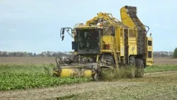 Sugar beet harvest in full swing in Pinsky District