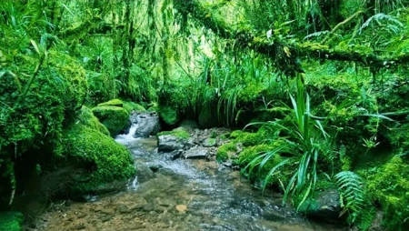 Calm Woodland Stream with Birdsong