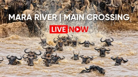 Mara River Main Crossing Wildlife Cam