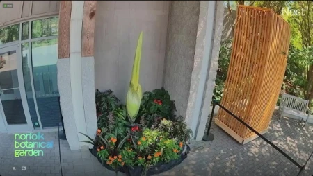 Corpse Flower Bloom at Norfolk Botanical Garden