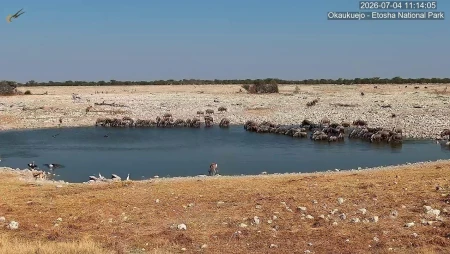 Etosha National Park Wildlife Waterhole