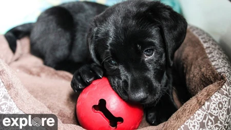 Puppy Cam at Warrior Canine Connection