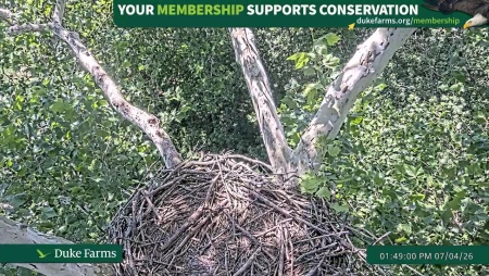 Duke Farms Eagle Cam
