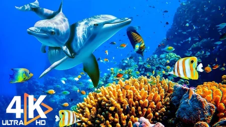 Deep Ocean 4K Documentary with Coral Reef Fish