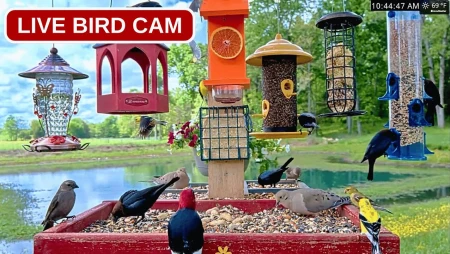Missouri Ozarks Bird Feeder
