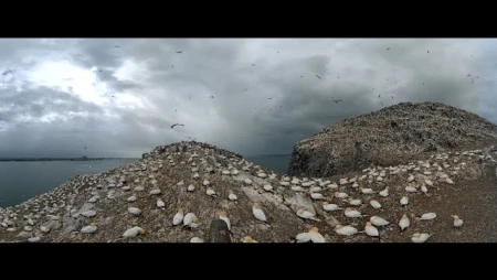 Bass Rock Live 360 : Northern Gannet Colony
