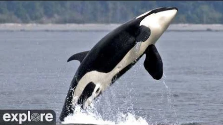 OrcaLab Main Cams – Orca Whale Lookout