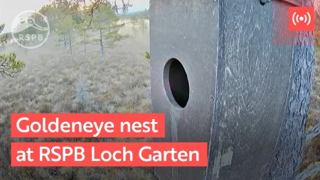 Goldeneye Nest at RSPB Loch Garten