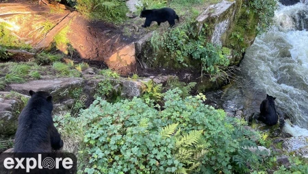 Anan Creek - Bear Fishing Hole 4 - Alaska